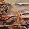 IMG_4117 Aeshna grandis ovipositing